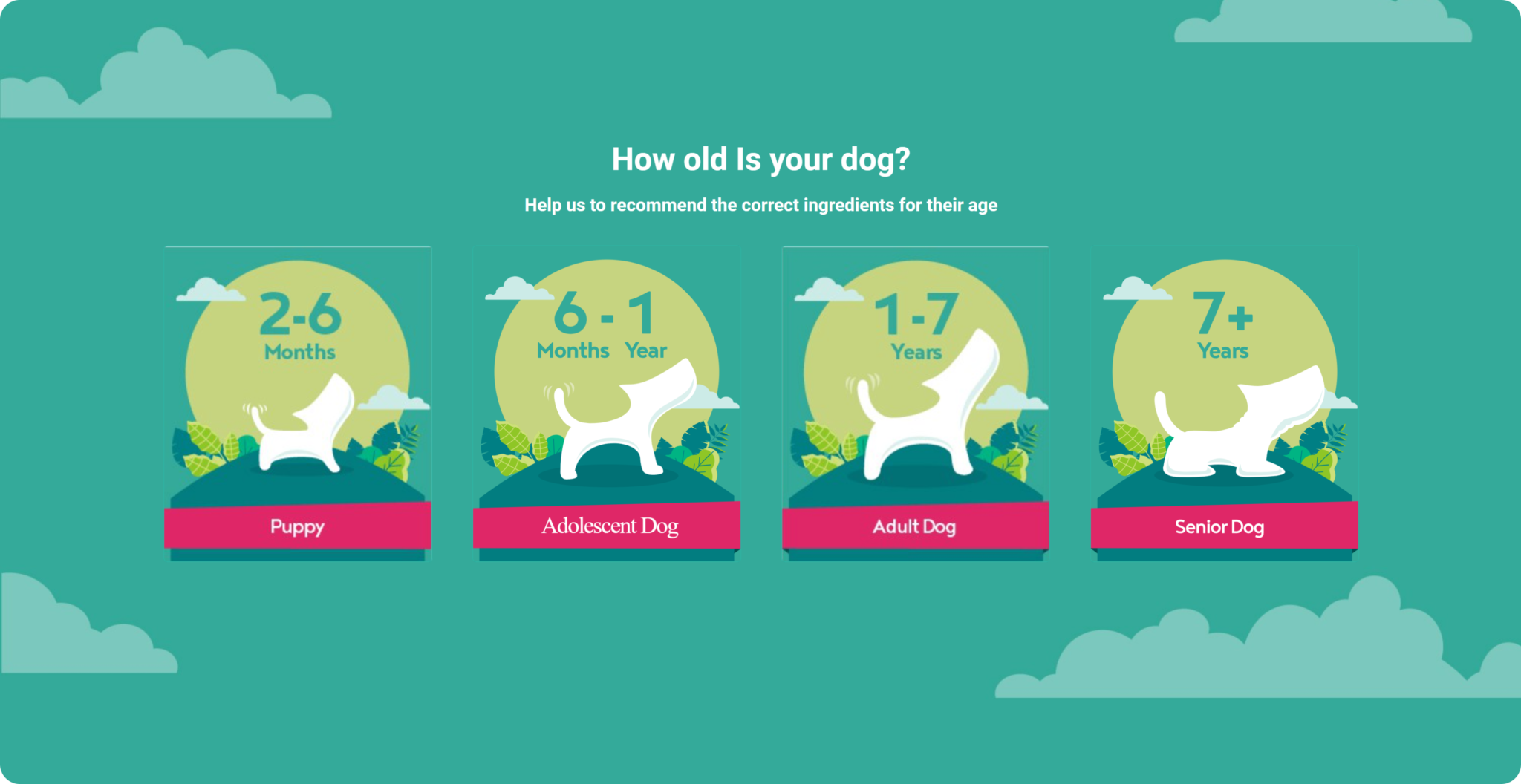 A-OK9's Shop Quiz asking customers to identify how old their dog is.